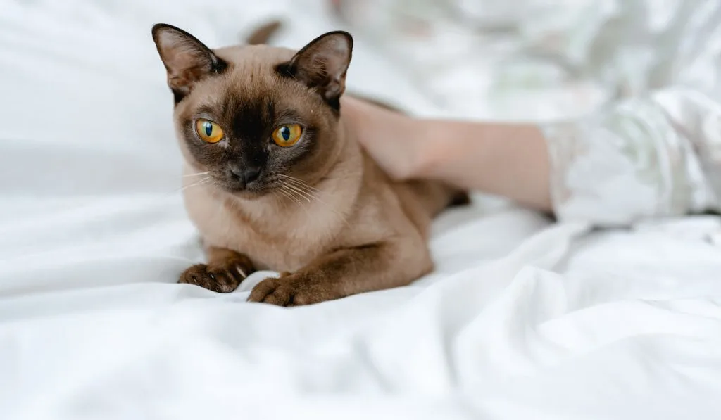 a brown burmese cat lies on a bed with white sheets