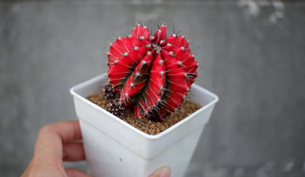 red little cactus succulent in white pot