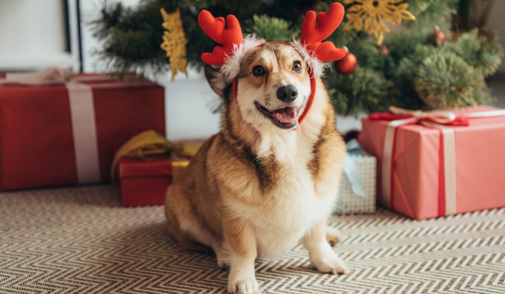 welsh corgi dog in deer horns under christmas tree with gift boxes

