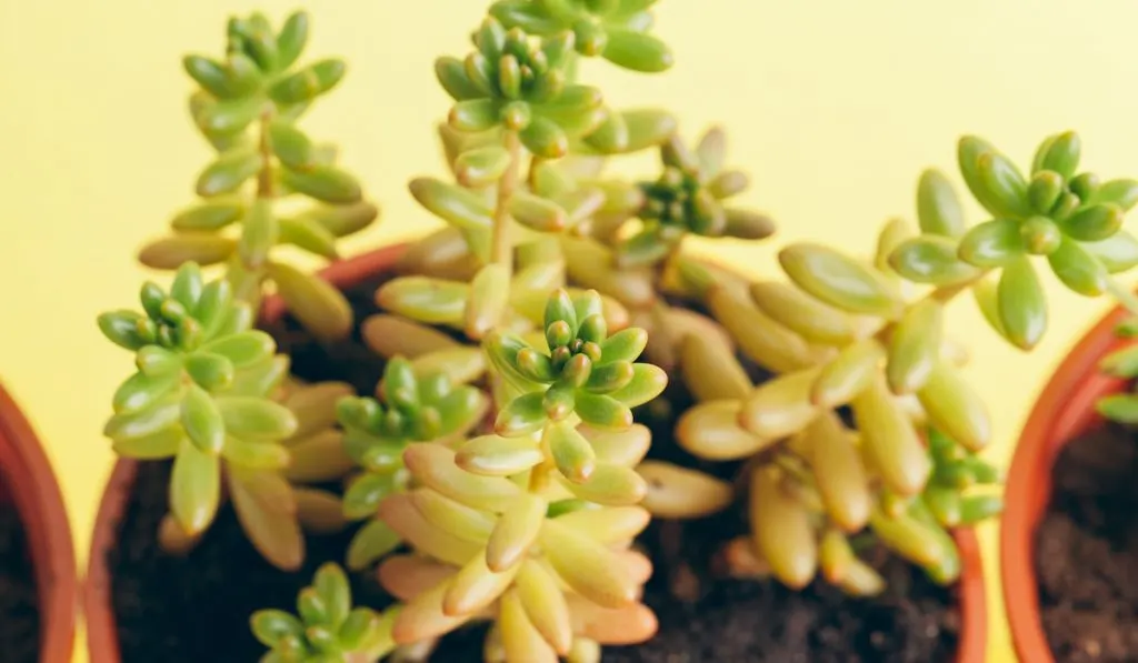 yellow green succulent plant in a pot
