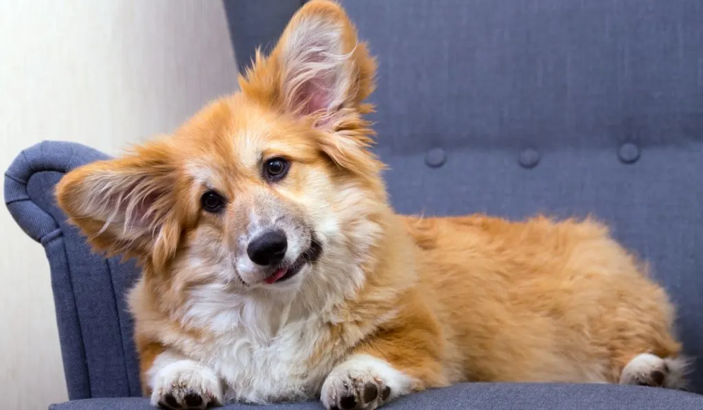 young pretty corgi dog lying on a grey chair

