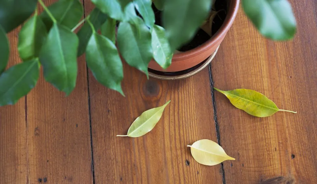 Overhead photo of indoor plant dropping yellow leaves on wooden floor.