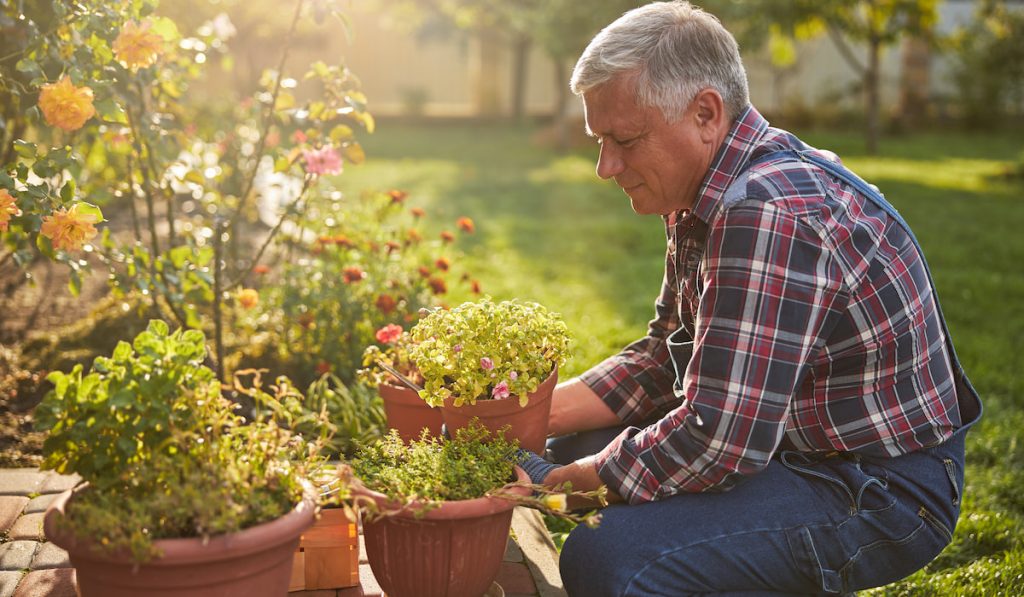 Senior citizen kneeling and lifting a blooming potted flower