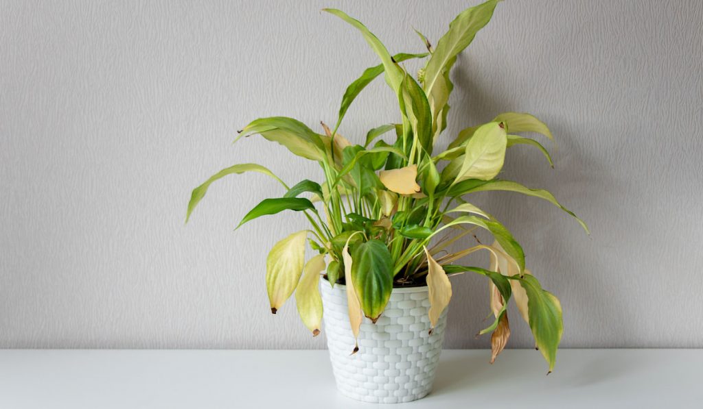 Wilting home flower Spathiphyllum in white pot against a light wall