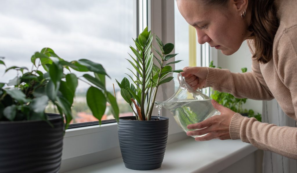 Woman watering plants on windowsill at home

